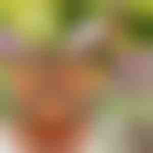 Teglice za cvijeće podesive visine | PLANTUP (3x komada)