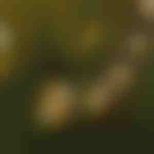 LED žarulje u nizu | YARDBULBS