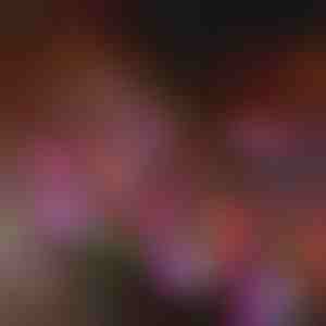 Svjetla za vrtne cvjetove na solarnu energiju | BLOSSUN